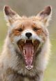 Yawn If you listen closely, you can hear the deep rumble of a male yawn echoing through the room. The of stretching and