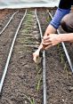 Planting If you close your eyes and listen carefully, you can almost hear the soft rustling of dirt as it is being raked and