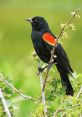 Blackbird You can play and download a wide variety of related to the subject of Blackbird S. The includes recordings of