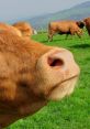 Close-up view of a brown cow's face grazing in a green pasture with hills in the background, showcasing its peaceful demeanor.