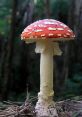 Mushroom The first of mushrooms bring to mind a rich tapestry of orchestral strings, playing classical notes with a