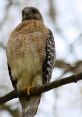 Hawk In the stillness of the forest, a sharp cry pierced through the air, followed by the rustling of leaves and the beating