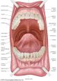 Mouth If you're ever in need of some unique and interesting related to the subject of Mouth S, look no further! From the