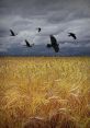 Crows You can hear the distinctive call of the American Crows, echoing through the air. Their caws resonate, creating a