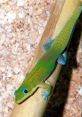 Gecko The of a gecko is like a sweet symphony in the night. Their distinctive "gekko, gekko" call echoes through the