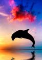 Dolphin The associated with Dolphin S are diverse and intriguing. From electronic glitches to rhythmic beats, these