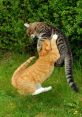 Cat-Fight The Mèoquạu is a powerful and intense representation of a cat fight. The of fury and anger are evident in