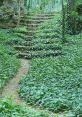 Forrest The gentle rush of a small waterfall in the forest provides a soothing backdrop to the chirping of birds in the