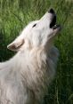 White wolf howling in tall grass, showcasing its powerful vocalization and striking presence in nature.