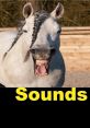 Horses Here are a of various that are related to horses. From the peaceful and rhythmic of a horse walking on sand to the