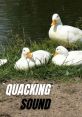 Ducks SFX