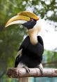 Hornbill The recording captures the vibrant morning atmosphere near Marafa in Kenya's Coast Province. The melodic calls of