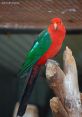 Australian-Parrot SFX