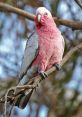 Galah The melodic chattering of the Galah parrot fills the air with a symphony of . Each chirp anduawk is like a al note