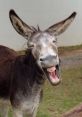 Donkey You can play and download these here: Donkey Braying #donkey #owi #noises #donkey #braying, Donkey Braying Call