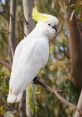 Cockatoo The piercing screeches of cockatoos and parrots can be heard echoing through the rural outskirts of Melbourne.