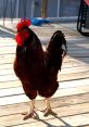 A proud rooster on wooden decking, showcasing vibrant feathers and striking red comb, perfect for clucking around the yard.