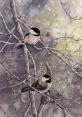 Chickadee Binaural Chickadee #chickadee #hookeaudio #bird #binaural #nature Immerse yourself in the mesmerizing of the