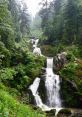 Black-Forest Immerse yourself in the enchanting of the Black Forest with the melodic chimes of a traditional Kuckucksuhr.