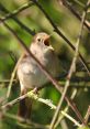 Nightingale The nightingale, a symbol of beauty and joy in the natural world, sings its enchanting melody in the tranquil