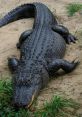 Alligator The first that catches my attention is the recording of a baby alligator calling for its mother. The high-pitched