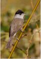 Blackcap If one were to wake up early in the morning and step outside, they might be greeted by the melodious of the