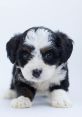 Puppy The of related to the subject of Puppy S is a symphony of creativity and emotion. From the electronic beats of