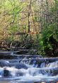 Rushing-Water You find yourself immersed in the dense, lush foliage of the forest, the earthy scent of soil and decaying