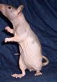 Rat If you're a fan of small rodents, particularly rats, then you may find the following intriguing. From the