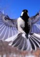 Flapping-Wings The familiar of flapping wings fills the air as a turtle dove diligently works on building its nest. The