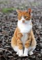 Cat- The of a purring cat is one of the most comforting and soothing in the world. The gentle rumble of a cat's purr can