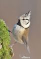 Tit The first that fills the air is the melodic chirp of the Great Tit bird. Its distinctive call cuts through the