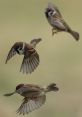 Sparrow The sweet melody of sparrows chirping fills the air, a symphony of nature's finest ians. The of sparrows fluttering