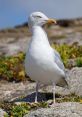 Herring-Gull I. The first that resonates in the air is that of the Herring Gull 1, a distinct cry that pierces through