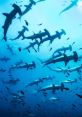 Sharks The ocean was alive with the of the deep, a symphony of clicks, whistles, and echoes. But amongst the cacophony,