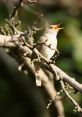 Birdsongs Birdsong Coutach Sauve is a beautiful cacophony of bird calls and melodies that fill the air in the countryside of