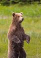 A young brown bear stands upright in a lush green meadow, showcasing its curious nature and powerful physique.