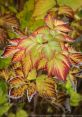 Foliage The forest was alive with the crackling of foliage rustling in the wind. The leaves swayed and danced with each