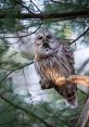 Owl-Hooting The first that fills the air is that of an owl hooting, echoing through the stillness of the night. The deep,