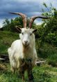 Goat The quiet serenity of the village was interrupted by the of a goat bleating in the distance. The high-pitched "baa"