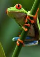 Tree-Frog SFX