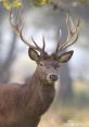 Deer Deerwalking through the forest, the of their graceful steps resonating through the trees. The h6 field recording