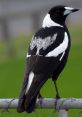 Magpie Birdchirps and Magpie fill the air in a symphony of nature's own composition. The melodic trill of various bird