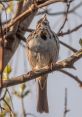 Sparrows The first that greets your ears is the distinctive chirping of sparrows. Their sweet melodies fill the air with