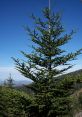 Fir If you've ever stood beneath a towering fir tree in the forest, you might have heard the distinctive of a fir cone