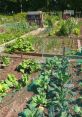 Allotment The of an allotment are a unique symphony of nature and human activity coming together in a harmonious cacophony.