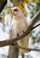 Corella Corella parrots are known for their chatty and social nature, often filling the air with their cheerful tweets and