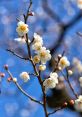 Plum-Blossom In the quiet of the evening, the notes of a Guqin song fill the air, like the delicate petals of a plum blossom