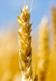 Wheat The first that fills the air is that of wheat ears being shaken. The rustling of the wheat echoes through the fields,