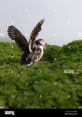 Wing-Flapping The echoing of 230930 Wing Flaps filled the air, almost drowning out the gentle rustling of leaves in the